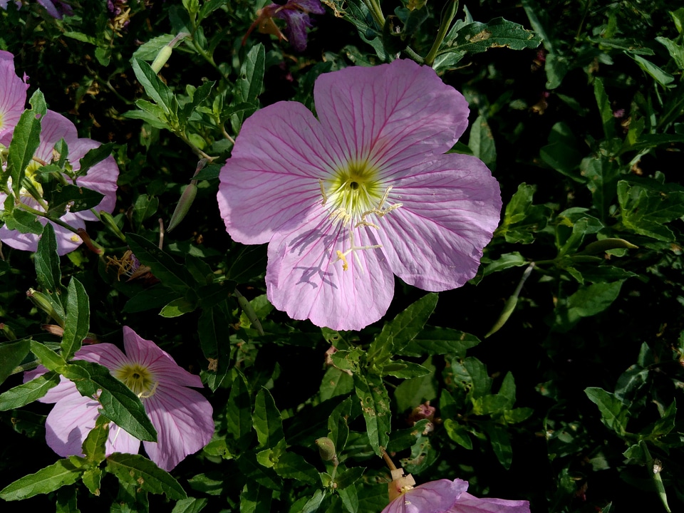 Beautiful Flowers beautiful image beautiful photo