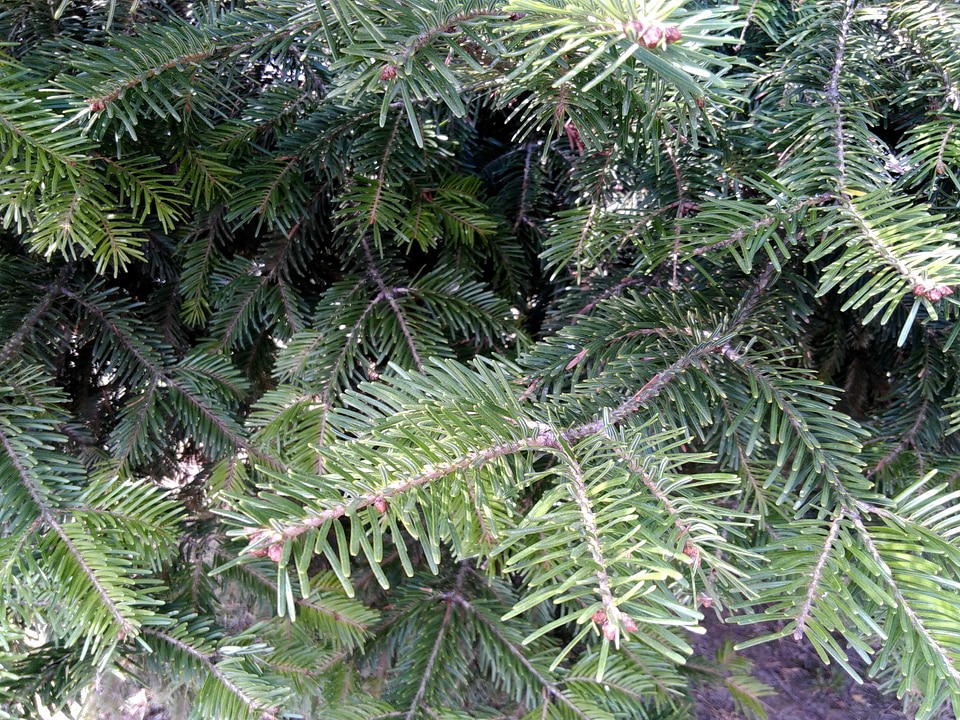 Branch conifer conifers