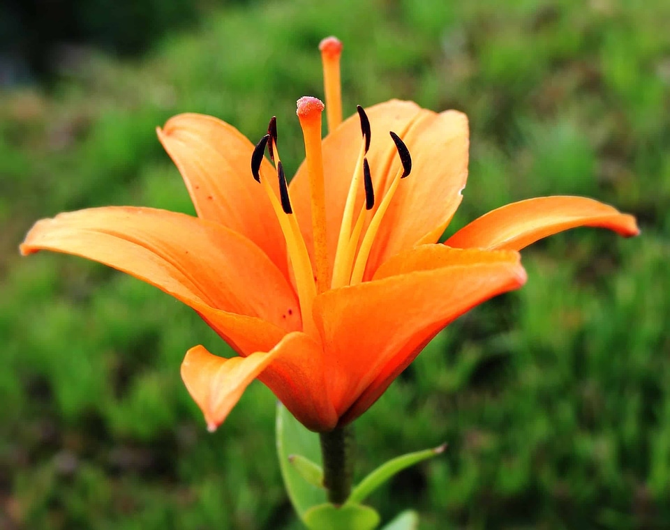 Beautiful Flowers blooming blossom