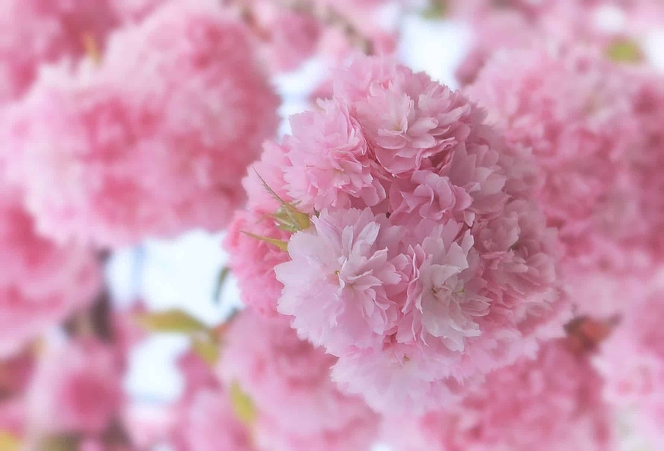 Beautiful Flowers beautiful photo blooming