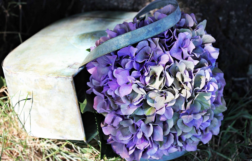 Beautiful Flowers blooming blossom