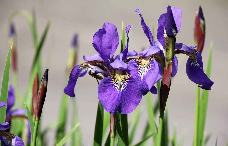 Beautiful Flowers beautiful photo blooming