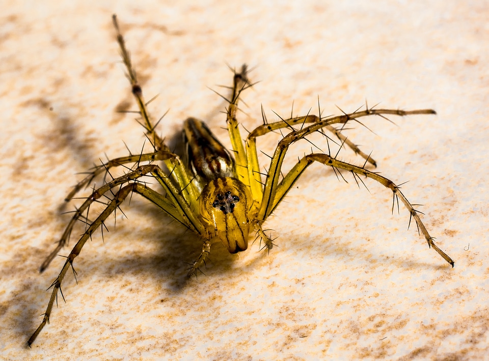 Spider arachnids close up