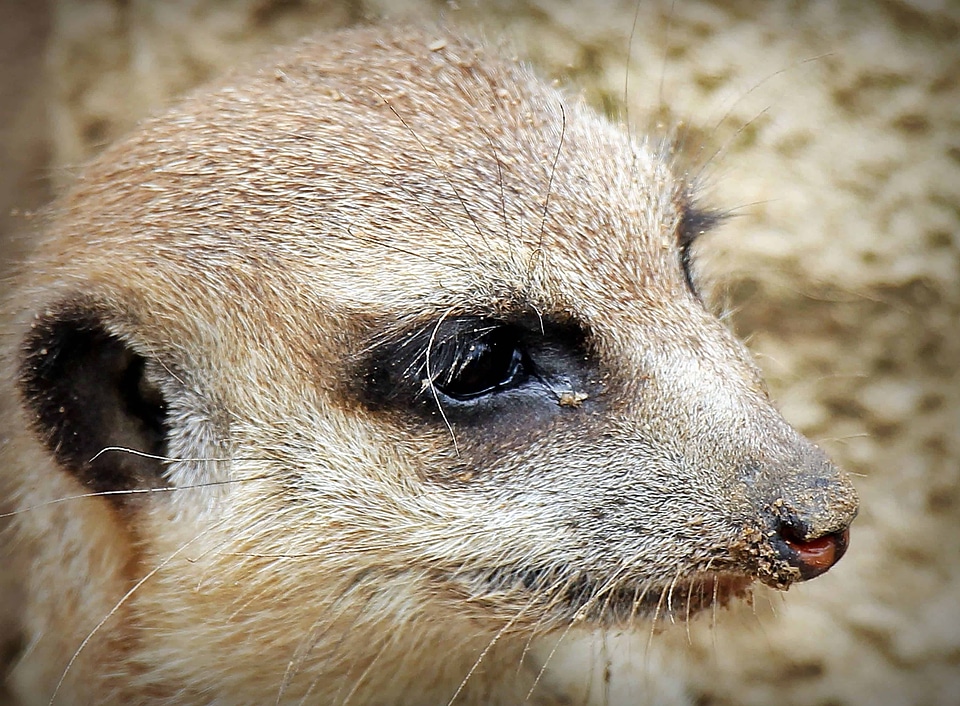 Animal beautiful photo cute