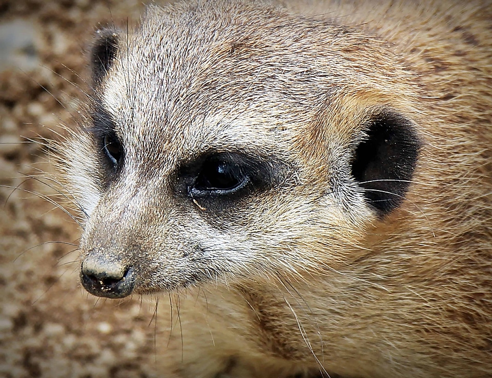 Animal cute desert