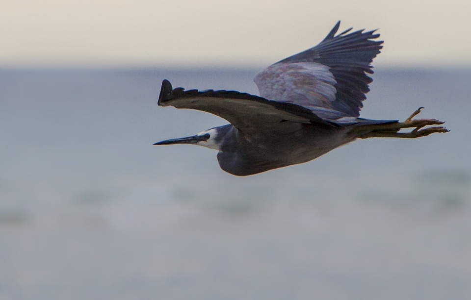 Animal avian beak