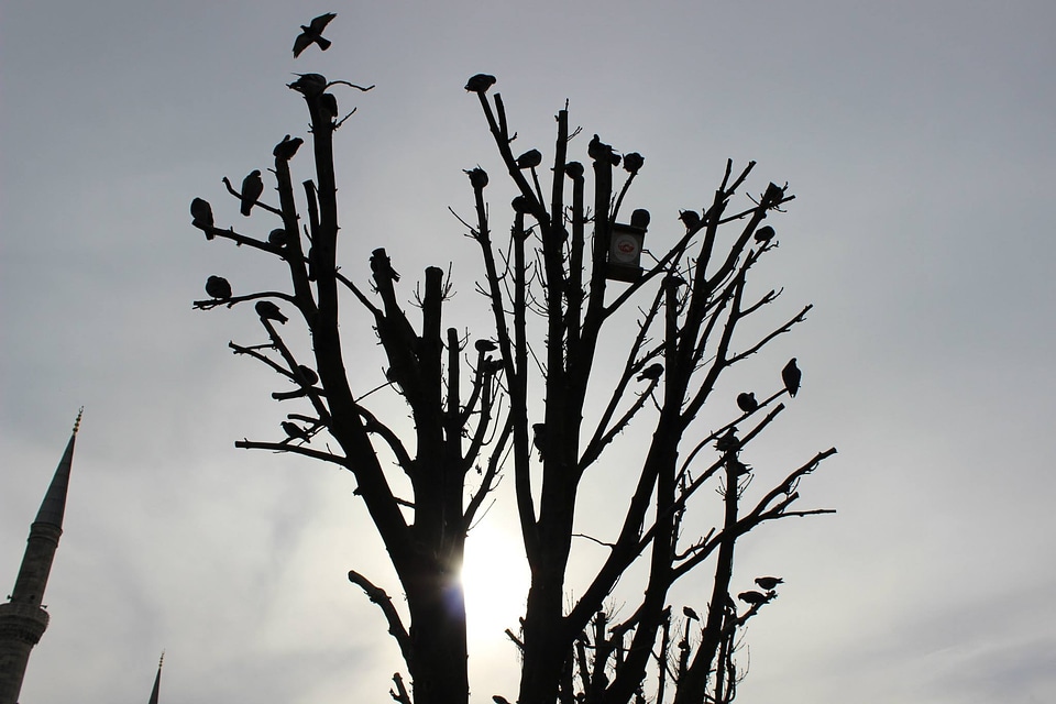 Animal avian backlight