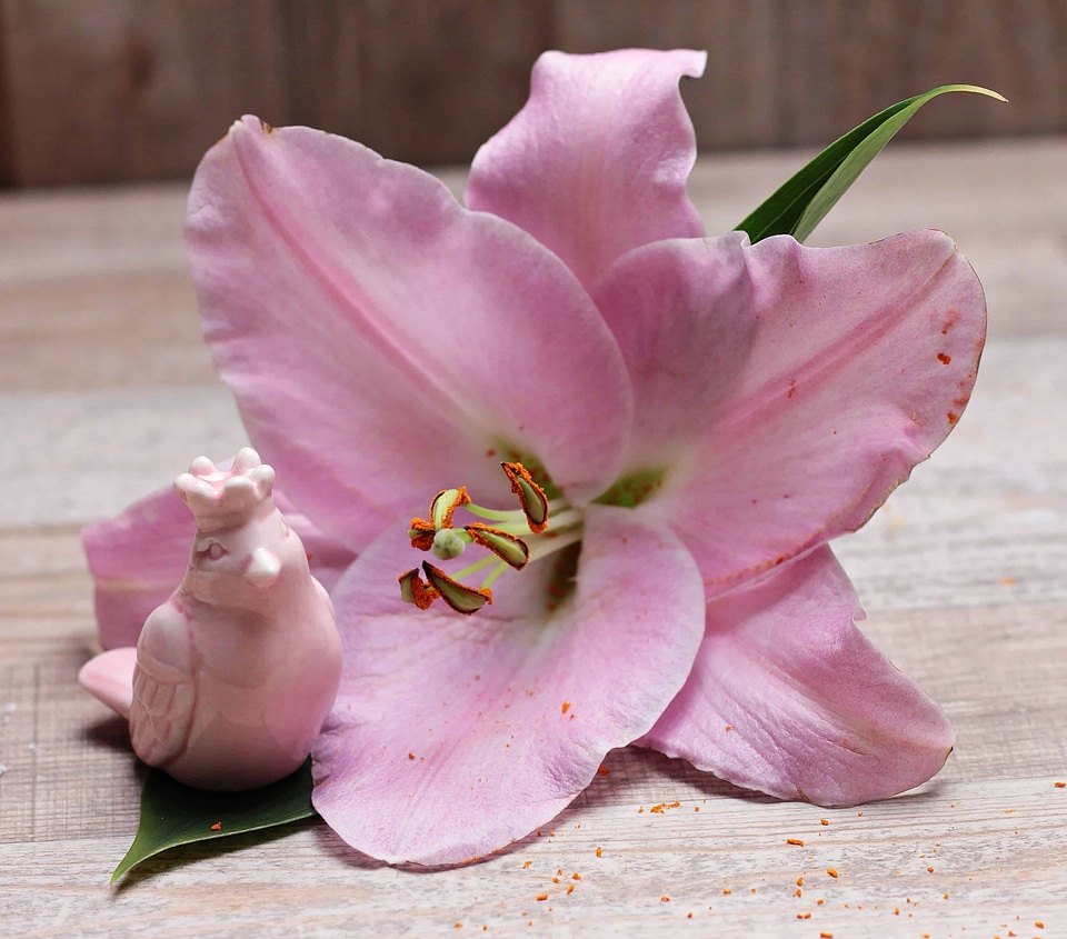 Beautiful beautiful flowers blooming