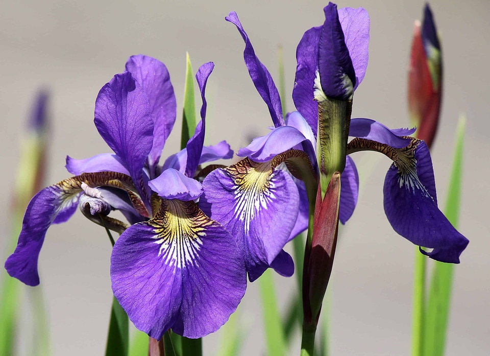 Beautiful Flowers beautiful photo blooming