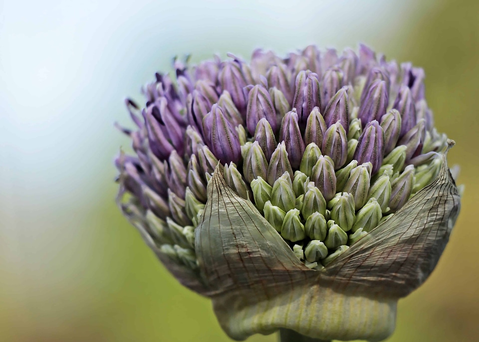 Beautiful Flowers beautiful photo blooming