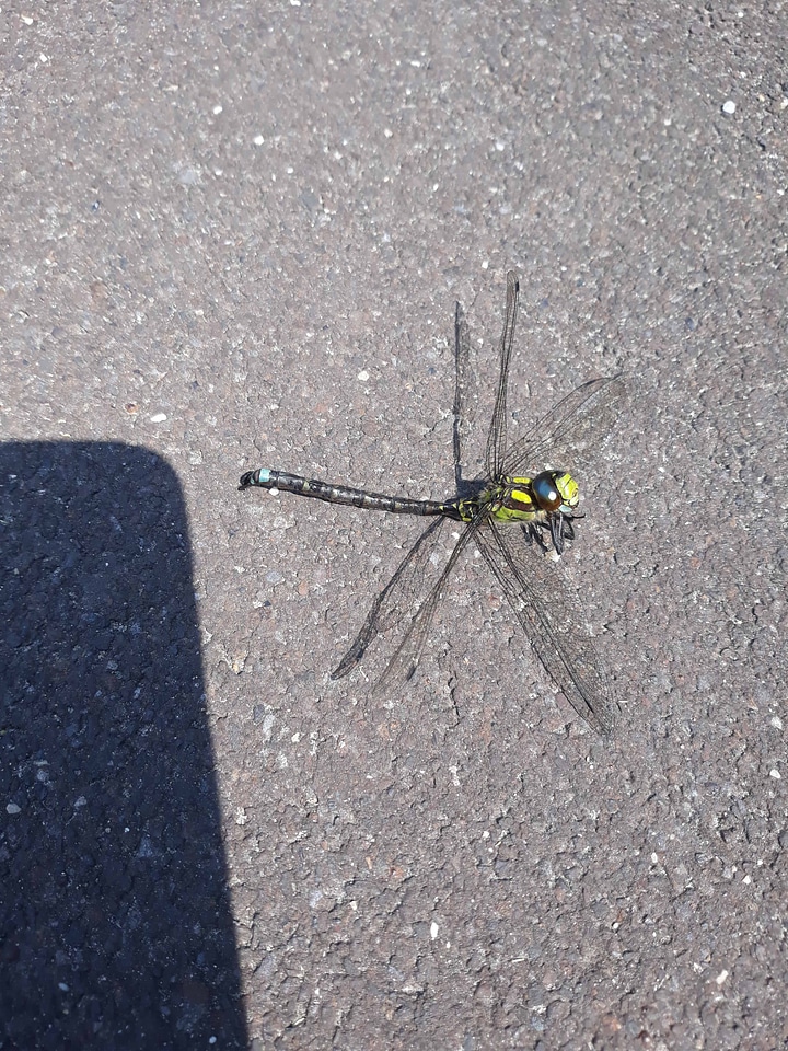 Animal arthropod biology