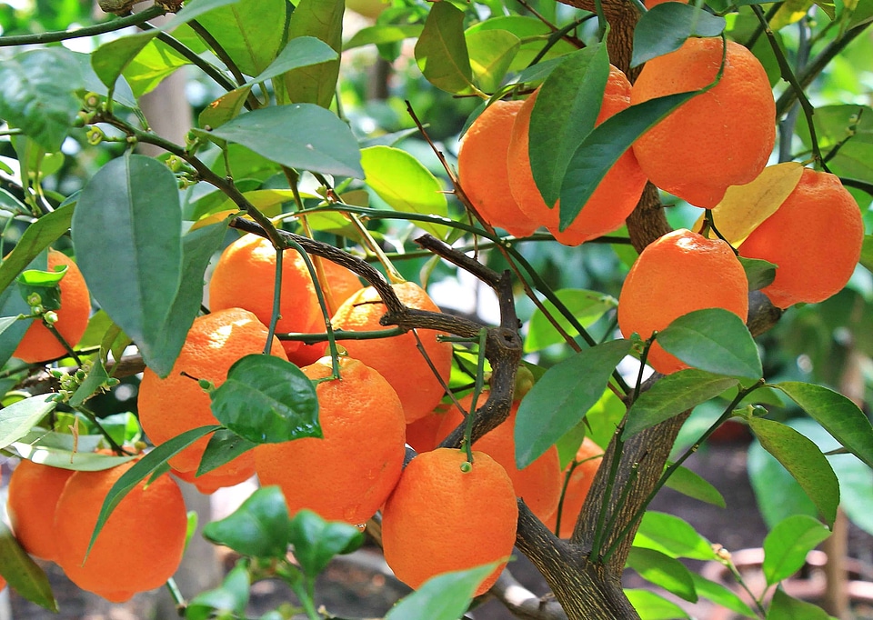 Beautiful Photo branch citrus