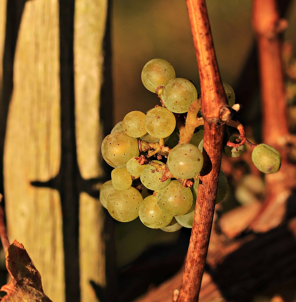 Acorn agriculture autumn