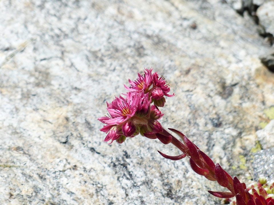 Bloom sempervivum montanum houseleek
