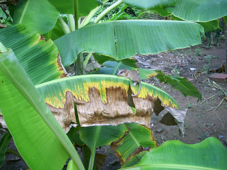 Animal banana ecology