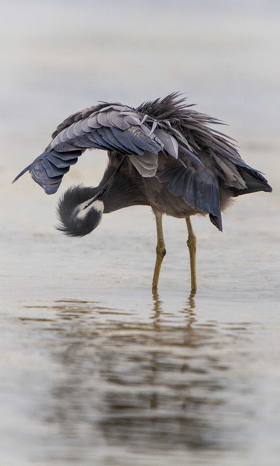 Animal avian beak