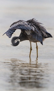 Animal avian beak photo