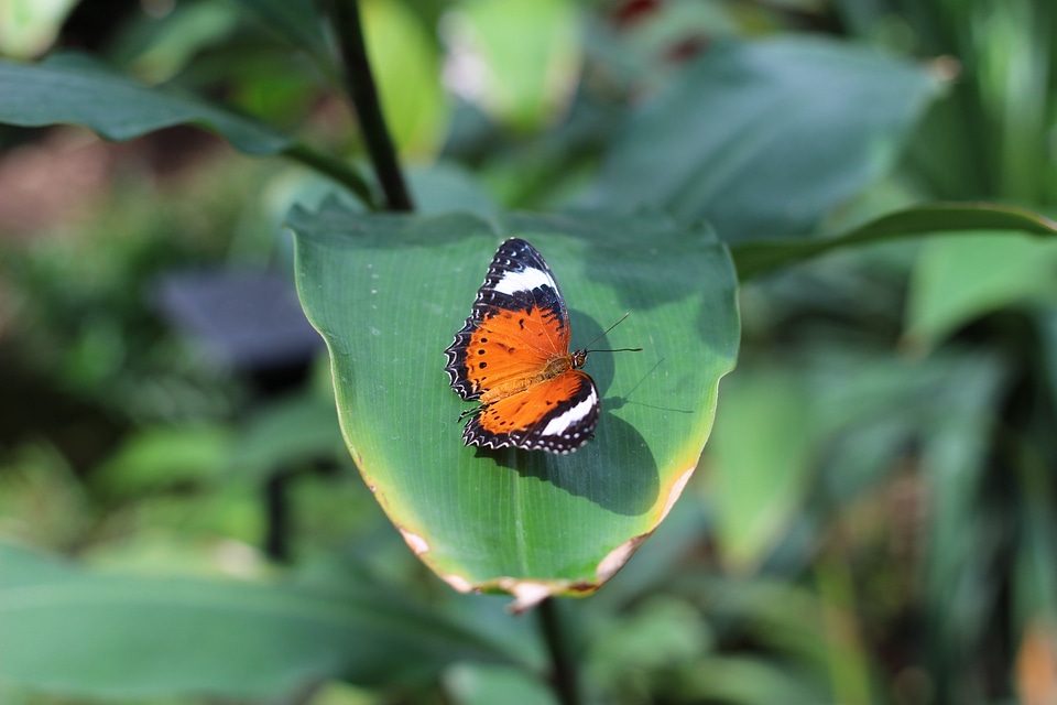 Butterfly zoo insect