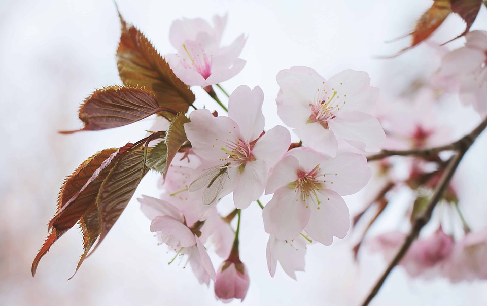 Apple beautiful flowers beautiful photo