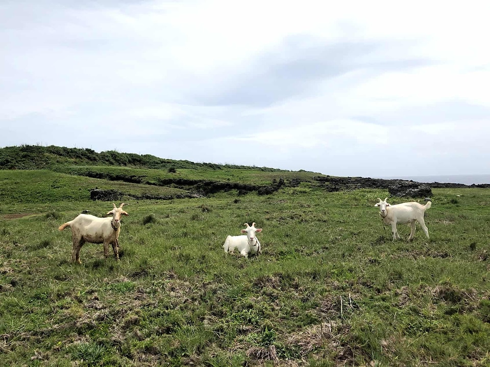 Agriculture animal cattle