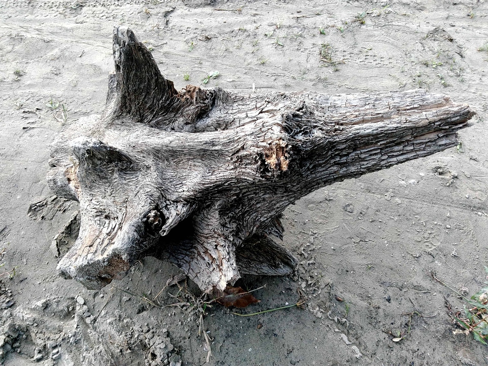 Beach daylight driftwood