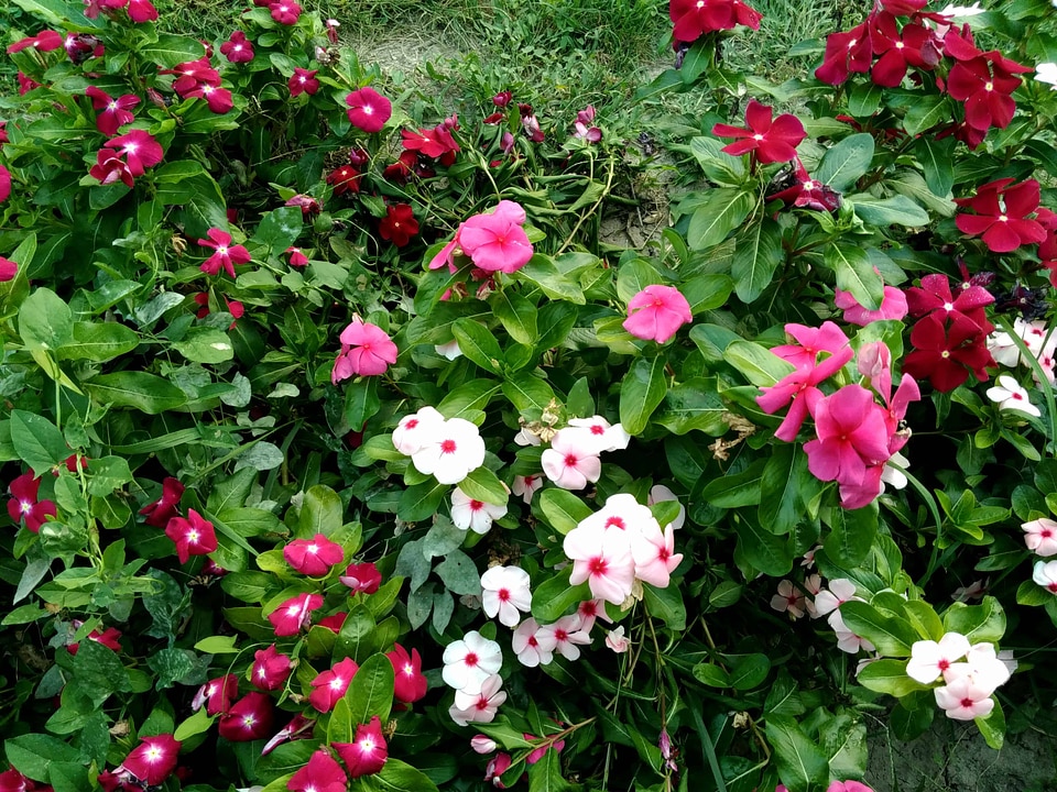 Beautiful Flowers bloom blooming