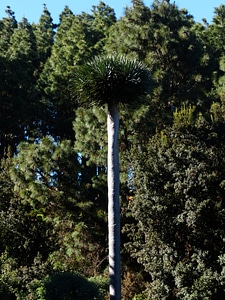 Palm tree palm tree photo
