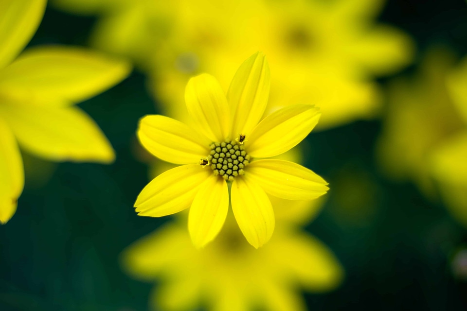 Beautiful Flowers beautiful photo bloom
