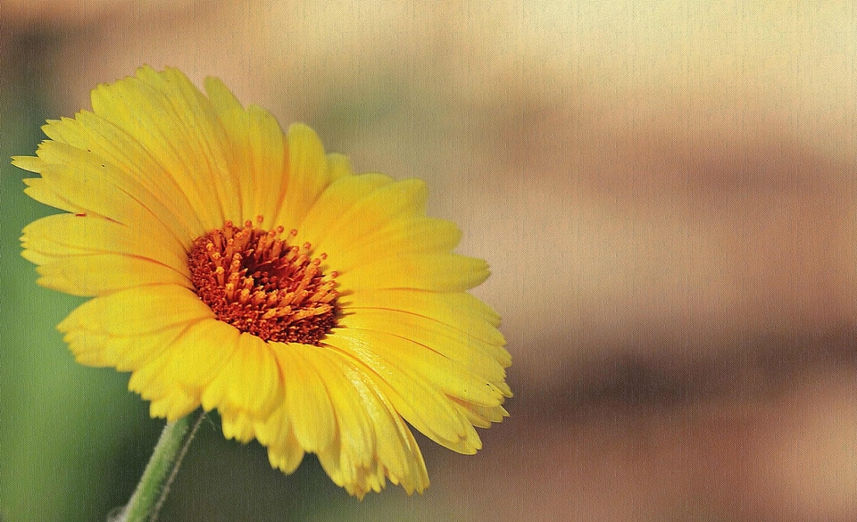 Beautiful Flowers beautiful photo blooming