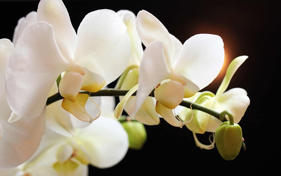 Beautiful beautiful flowers beautiful photo