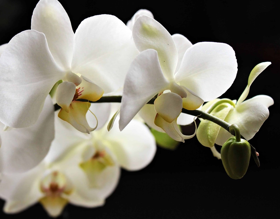 Beautiful beautiful flowers blooming