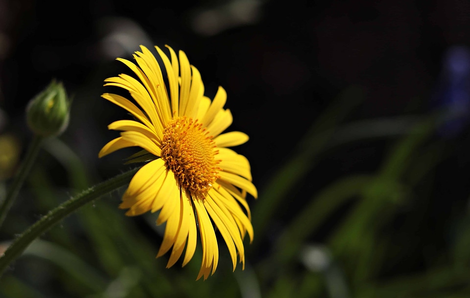 Beautiful Flowers beautiful photo blooming