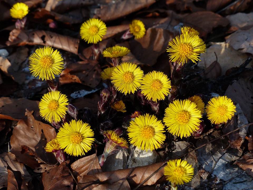 Bloom yellow tussilago photo