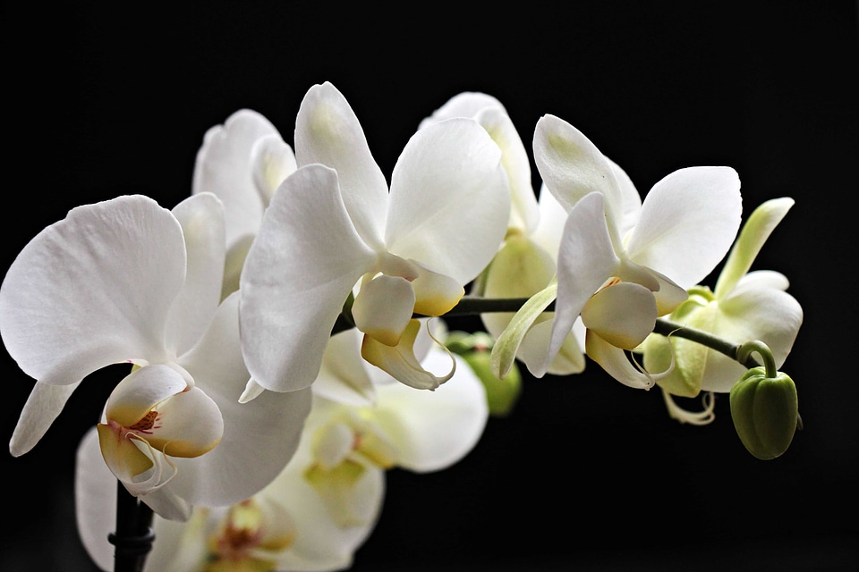 Beautiful beautiful flowers beautiful photo