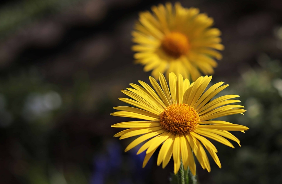 Beautiful Flowers blooming blossom