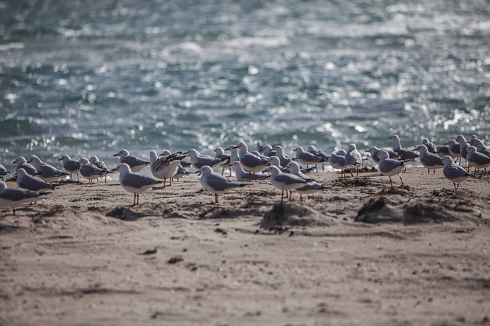 Animal avian beach