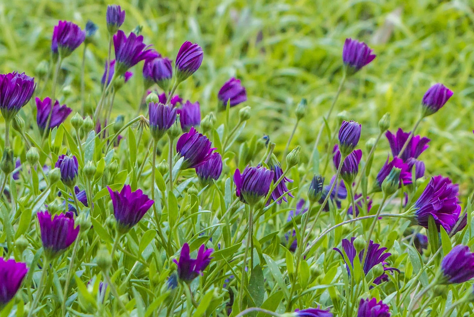 Beautiful Flowers beautiful photo bloom