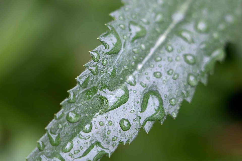 Beautiful Photo dew droplet