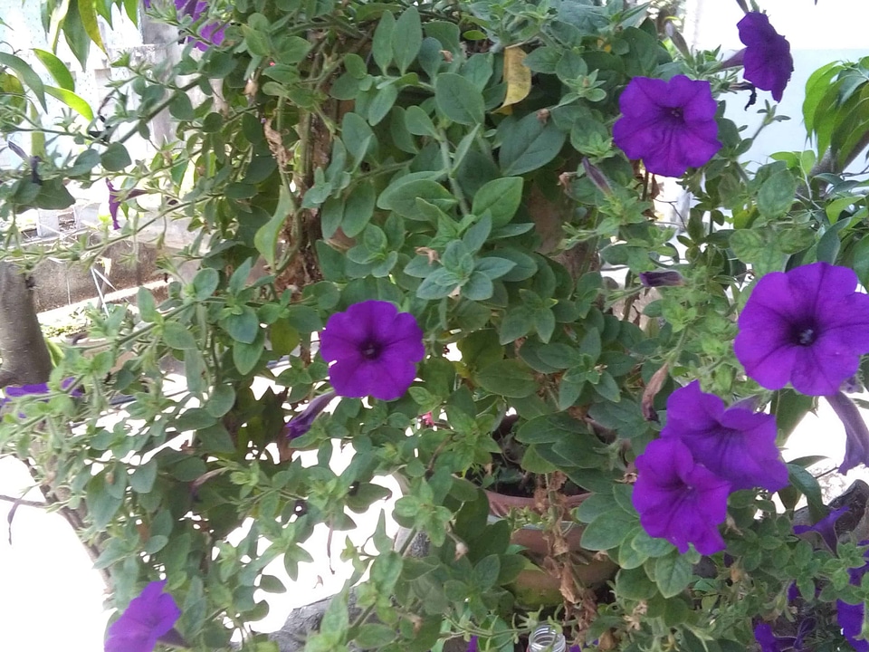 Beautiful Flowers blooming blossom