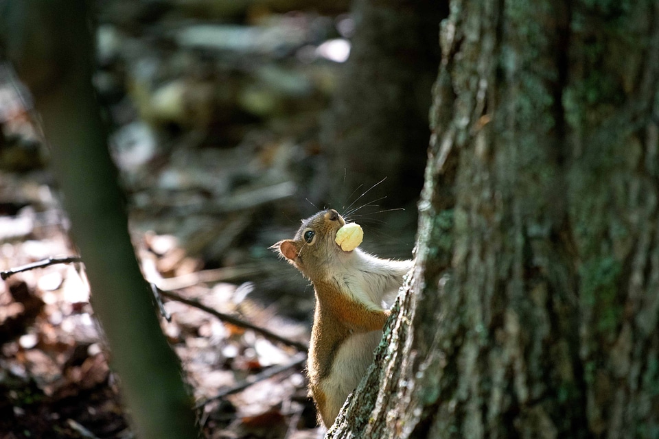 Animal beak cute