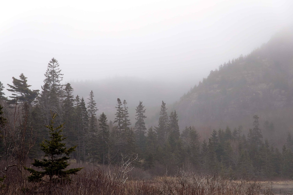 Branch cloud conifer