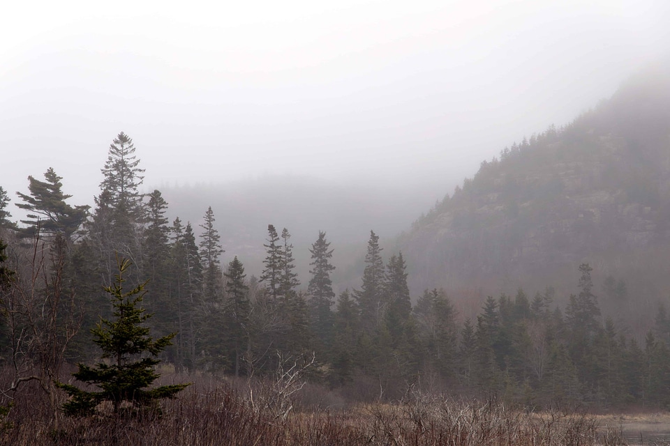 Branch cloud conifer photo