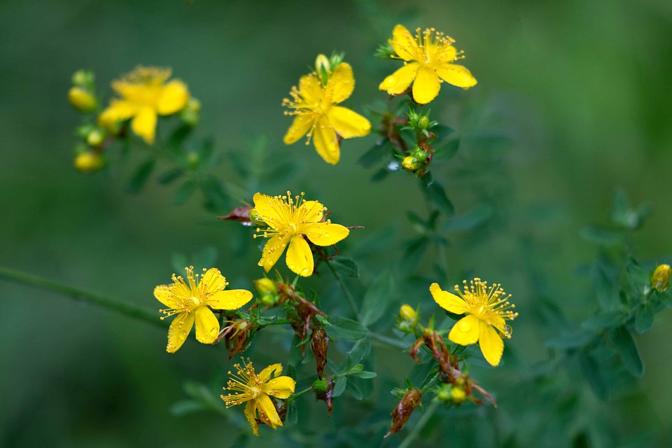 Agriculture beautiful flowers bloom