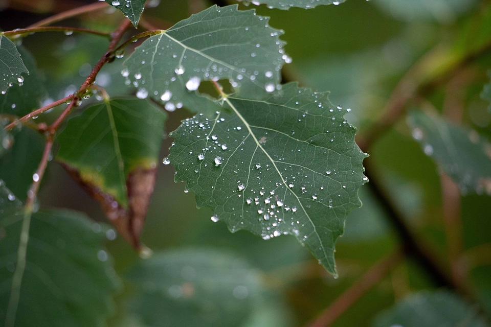 Beautiful Photo branch dark green