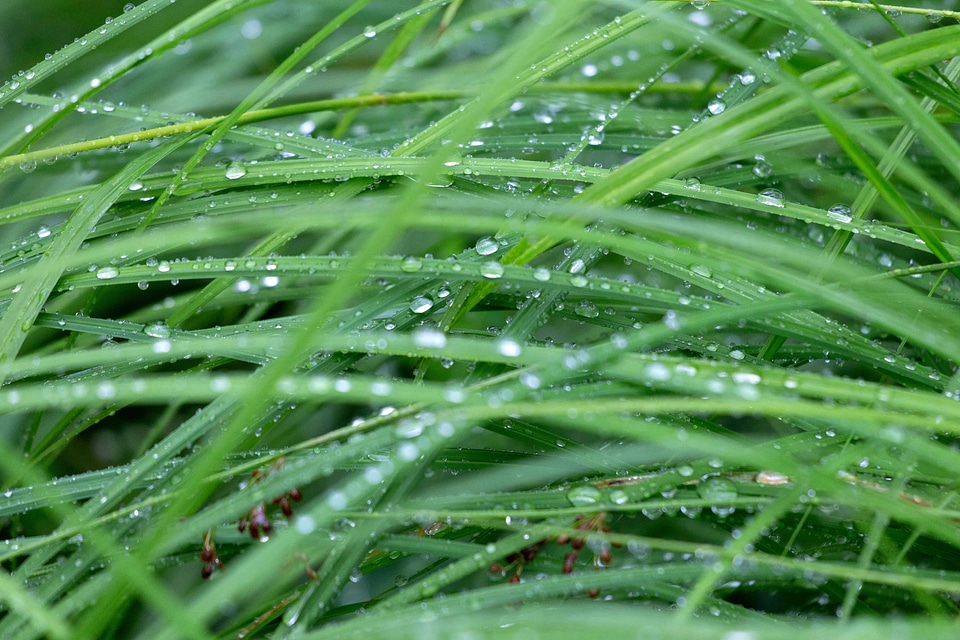 Dawn dew ecology