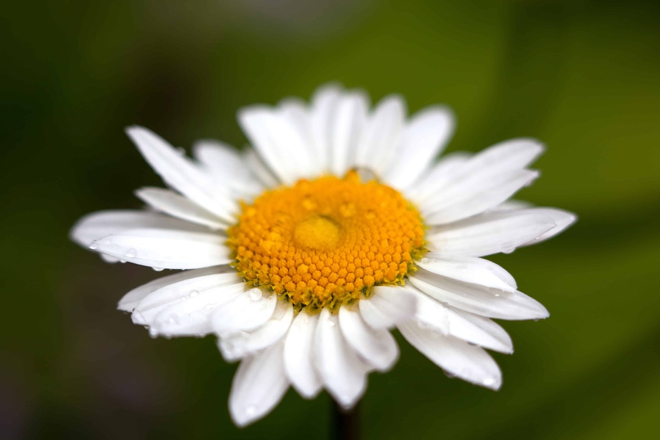 Beautiful Flowers beautiful photo bloom