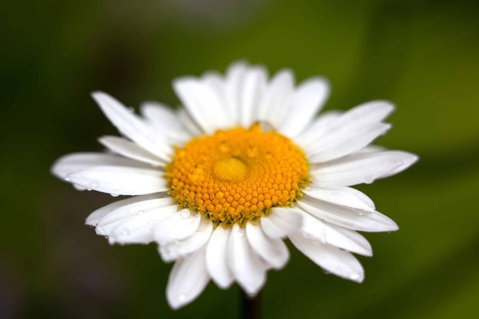 Beautiful Flowers beautiful photo bloom photo