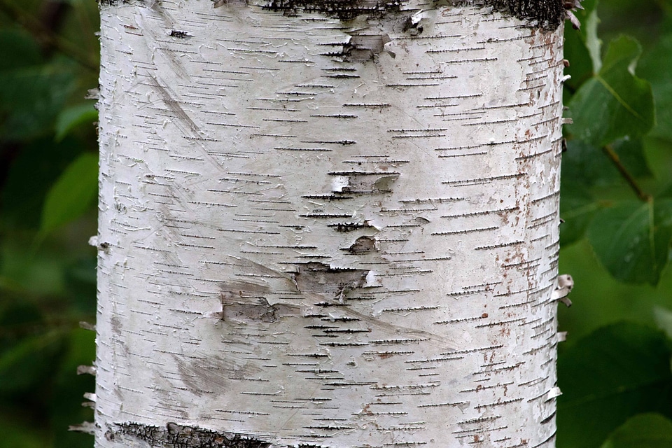 Abstract bark birch