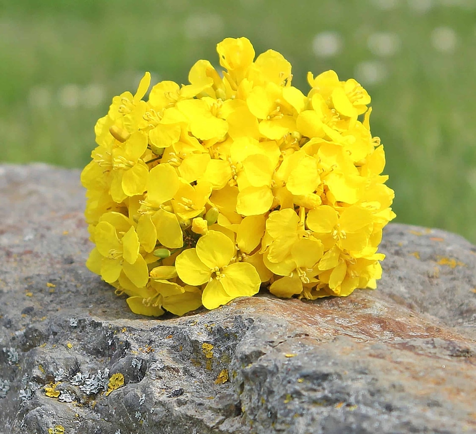 Beautiful Flowers blooming blossom