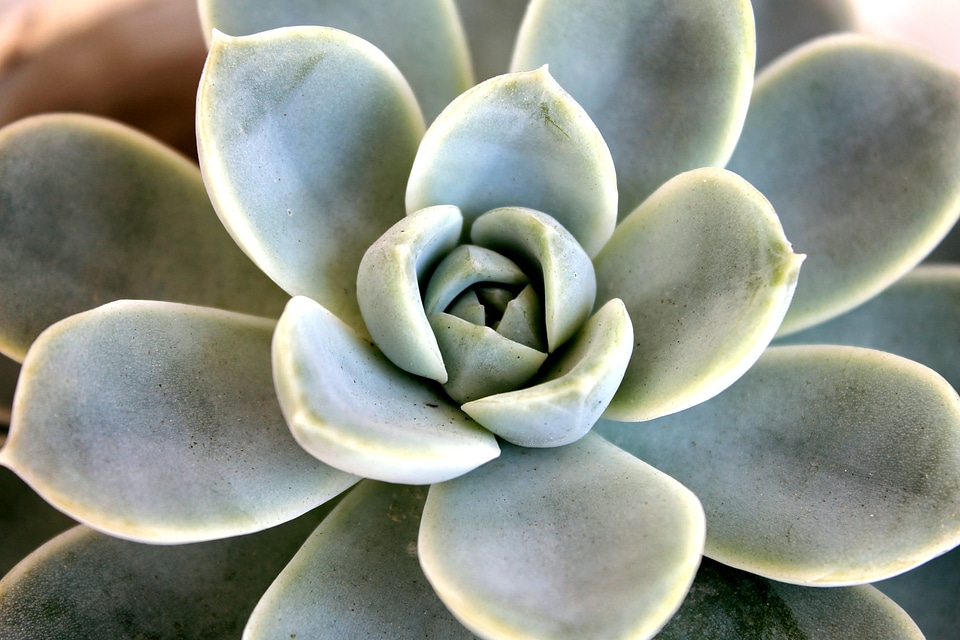 Ornamental plant garden juicy